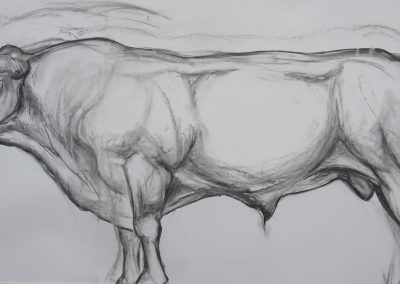 Drawing of Bull